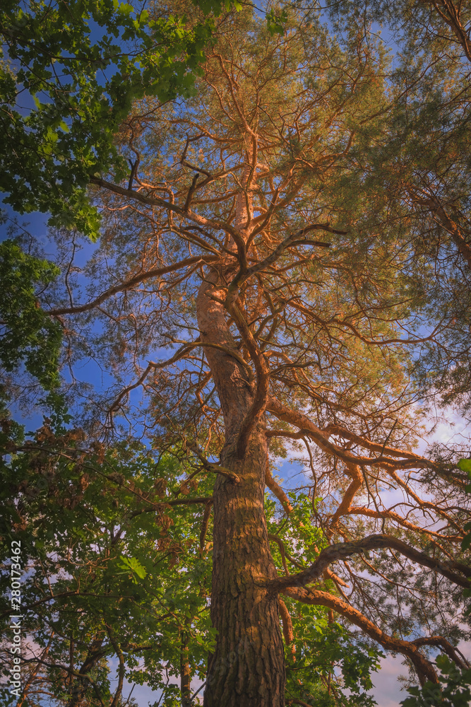 Alter Baum, Landschaft, Naturlandschaft Alter Baum, Landschaft, Naturlandschaft