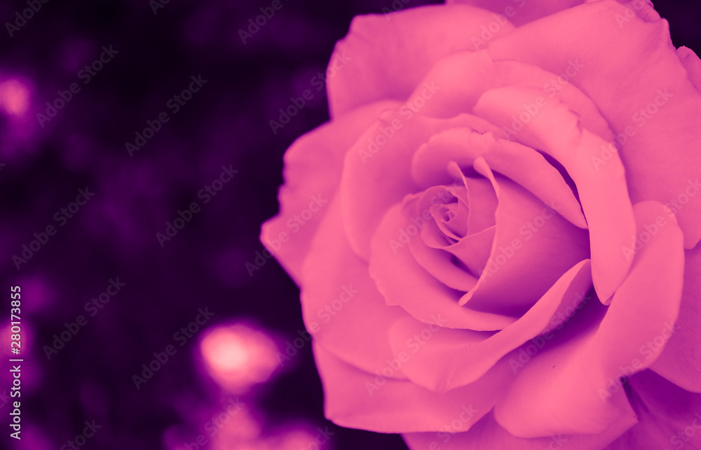 Beautiful delicate pink rose flower petal macro view background. Passion concept. Beautiful delicate pink rose flower petal macro view background. Passion concept.