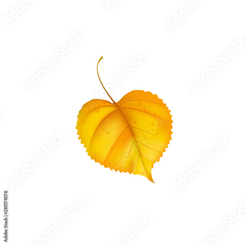 Falling yellow linden leaf realistic vector style.Autumn leaves on white background for your design. Isolated objects