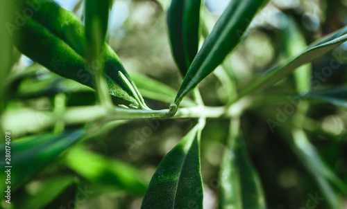 Wallpaper Mural Olive leaves brunch, close up. Olive tree garden abstract background. Greece, Mediterranean nature, backdrop. Torontodigital.ca