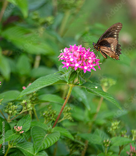 Polydamas Butterfly Sipping Nectar from Pink Penta Flower, Seminole, Florida photo