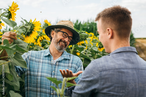 Obraz na plátně workers examining sunflower in sunflower filed