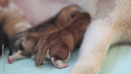 Puppy dogs eating milk it mom dog 1 day photo