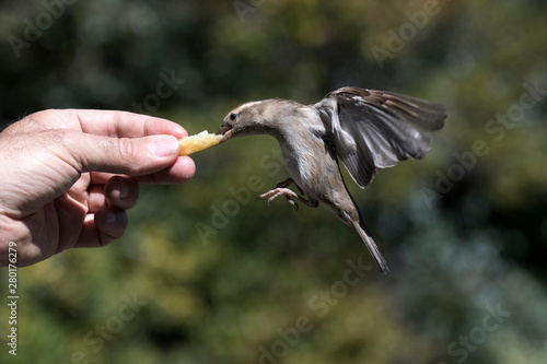 Fotografia Oiseau, moineau, mange dans la main