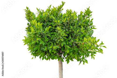 Tree with green leafs isolated on white background