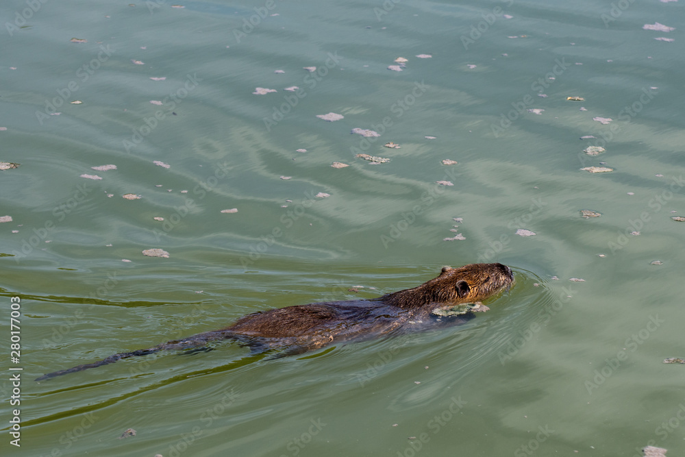 Obraz premium ragondin, castor des étangs qui nage