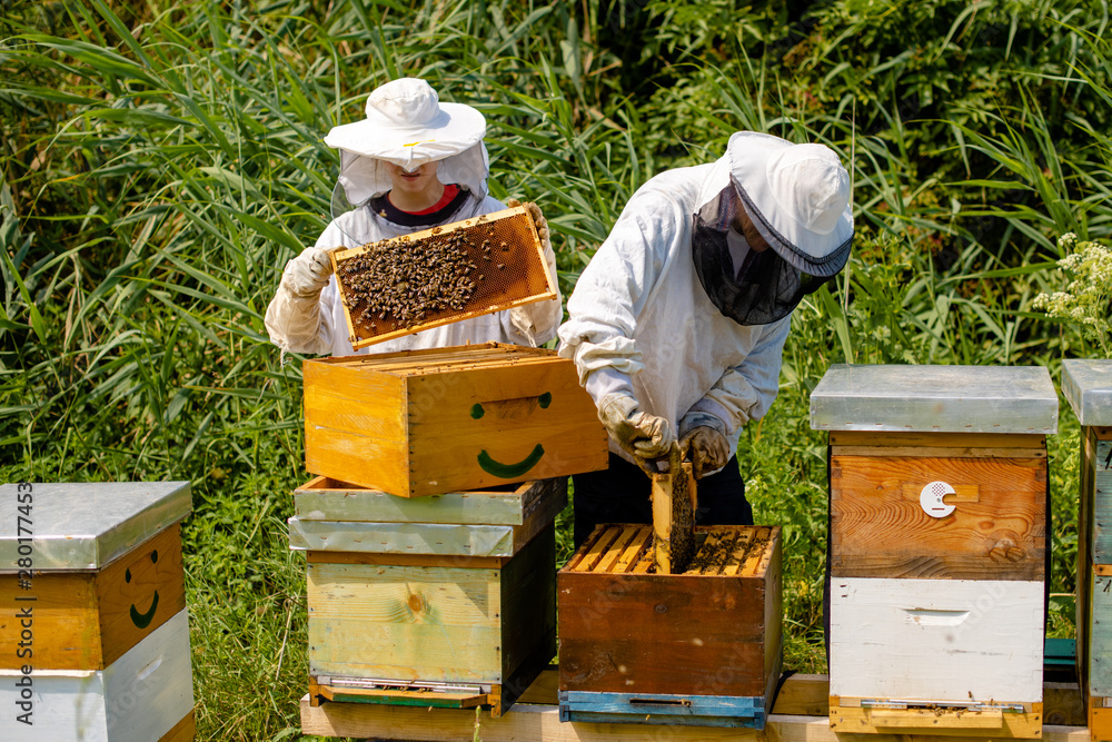 Beekeepers working on bee farm Beekeepers working on bee farm