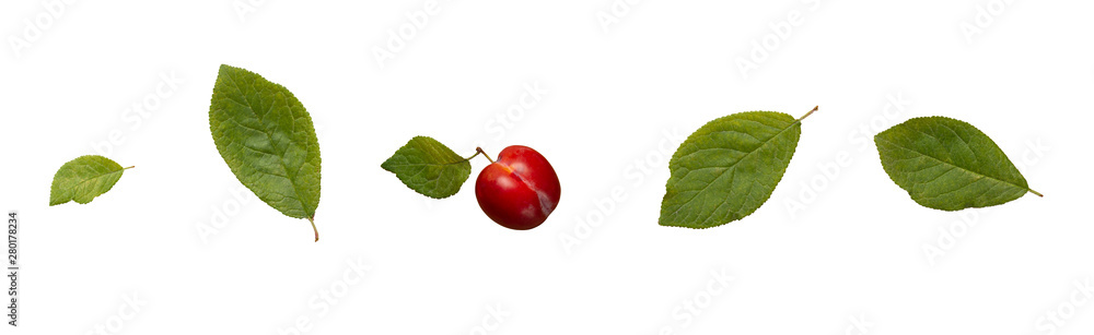 Fototapeta premium Plum and plums leaves. Isolated on white background.