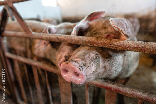 Pigs in a farm © Jovan