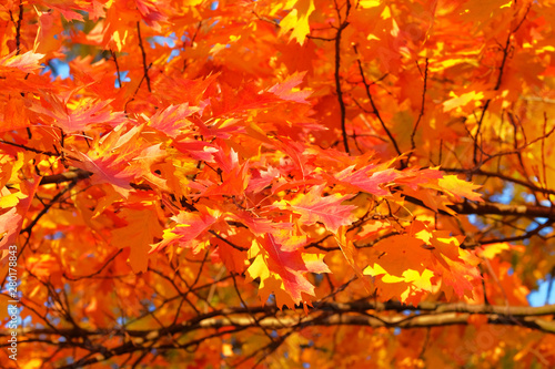 Orange and red autumn oak leaves background. Autumn forest landscape on a sunny day. Park in city. Warm weather.