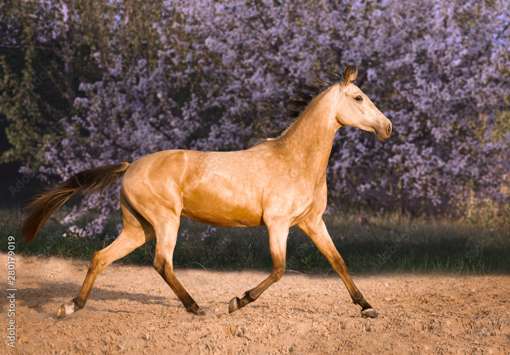 buckskin horse running on blossom trees background buckskin horse running on blossom trees background