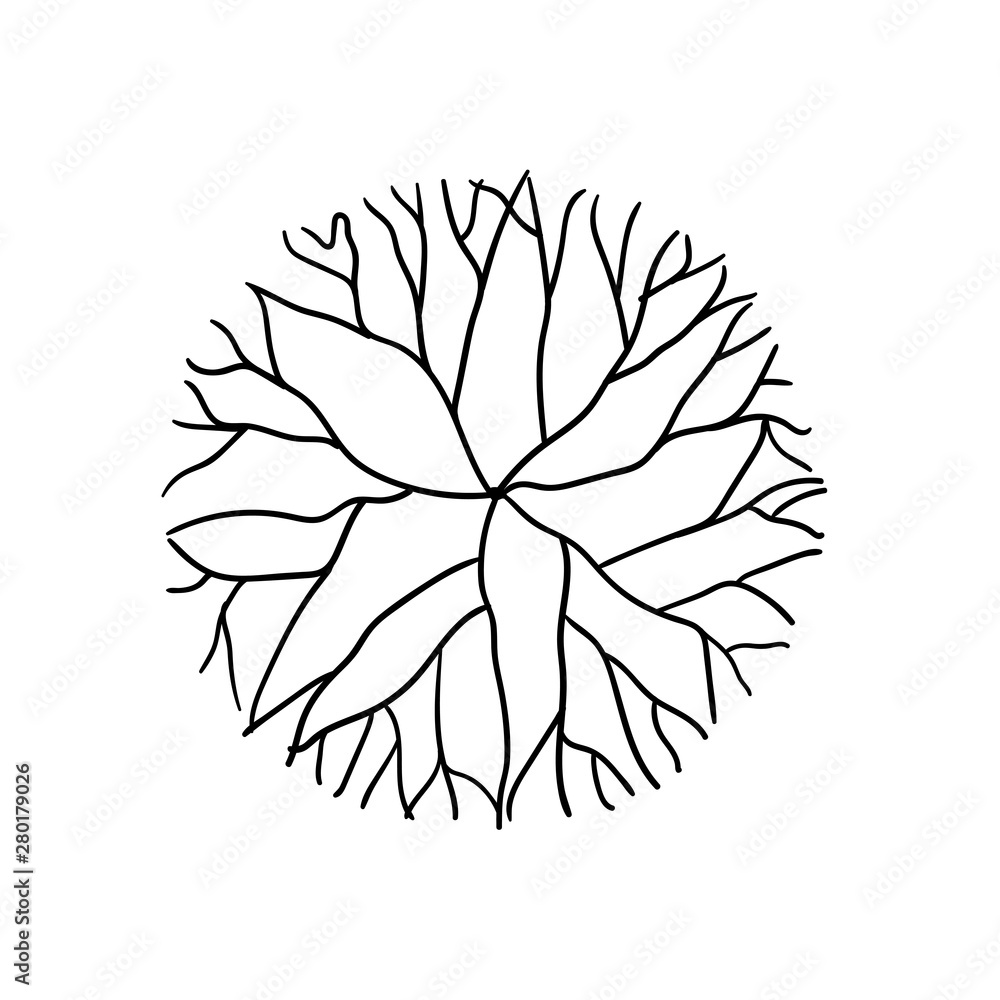 hand drawn top view tree branch isolated on white background hand drawn top view tree branch isolated on white background