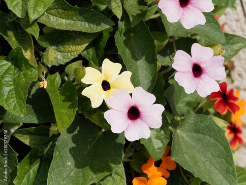 (Thunbergia alata)  Schwarzäugige Susanne mit leuchtend bunten Blütenkaskaden photo