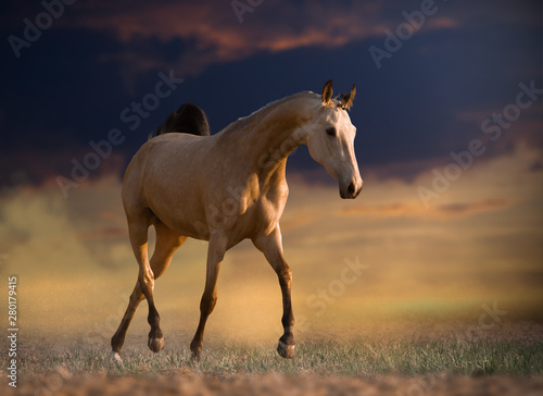horse in a field on sunset background