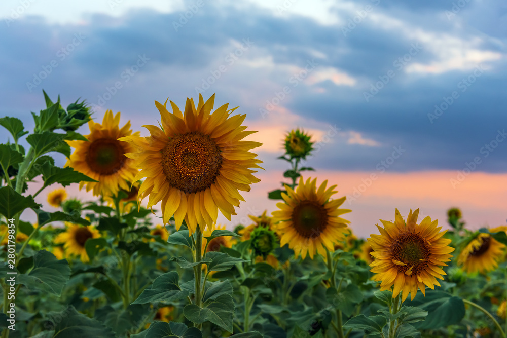 Blooming sunflower field at sunset time