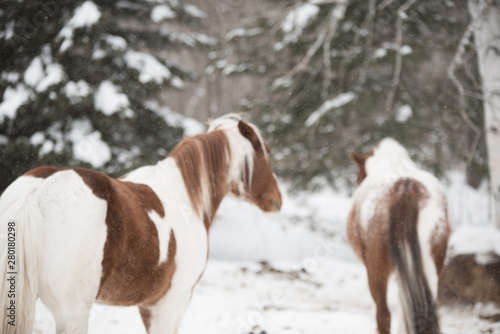 Fototapeta Naklejka Na Ścianę i Meble -  horse in the snow