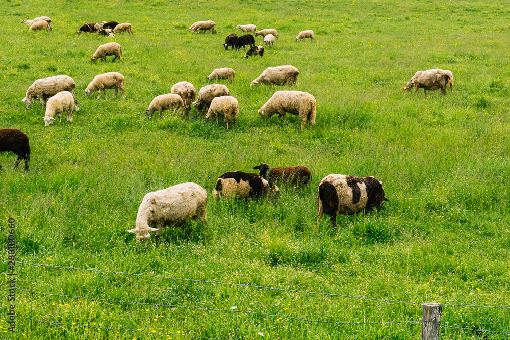 Fototapeta premium herd of sheep in a field
