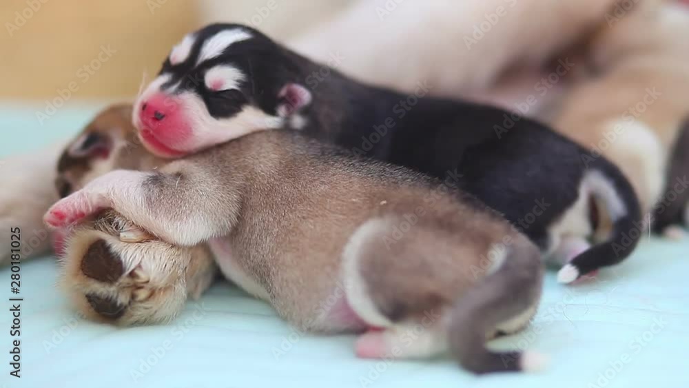 husky mom feeds his newborn puppies with milk husky mom feeds his newborn puppies with milk