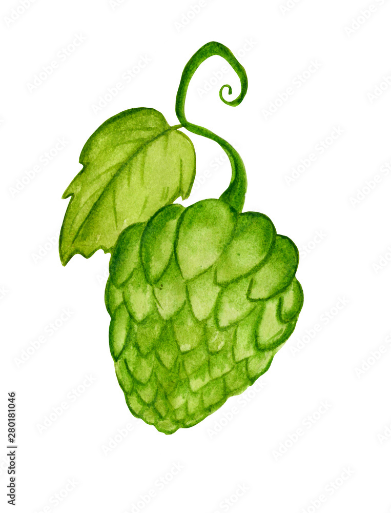 green hop isolated on white background