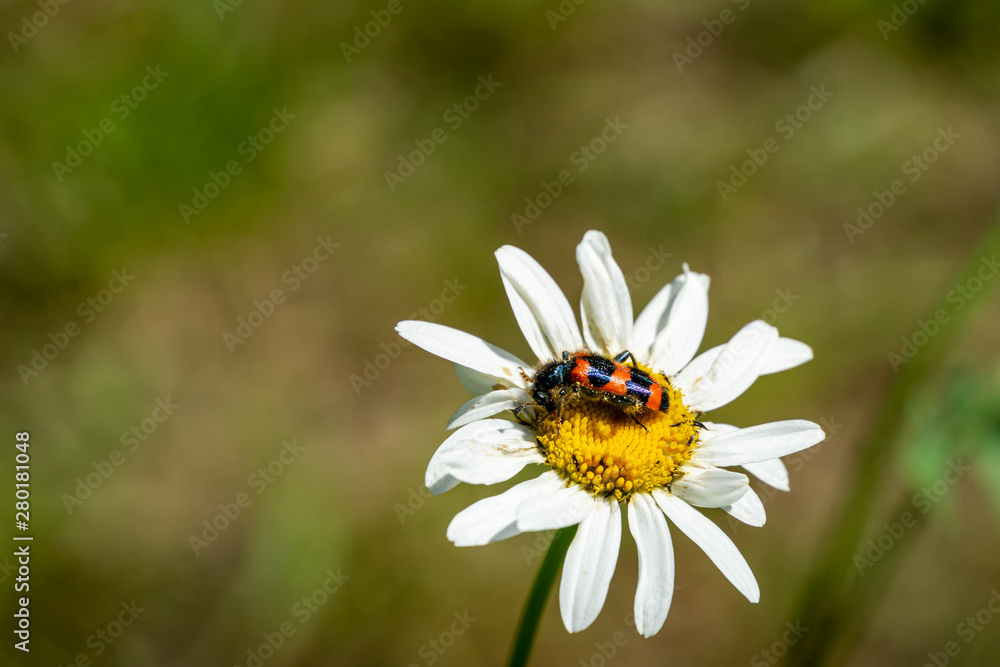 Colorful striped red-black beetle Trichodes apiarius, Cleridae sitting on white daisy flower Leucanthemum vulgare. Pest from the Moscow region parasitizing in beehives. Blurred green background. Colorful striped red-black beetle Trichodes apiarius, Cleridae sitting on white daisy flower Leucanthemum vulgare. Pest from the Moscow region parasitizing in beehives. Blurred green background.