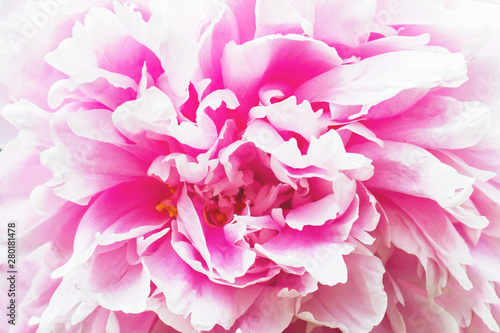 Background of delicate pink peony petals. Close up