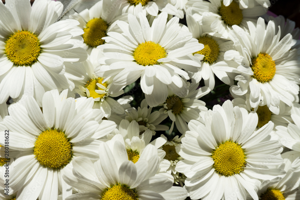 Obraz premium Beautiful white chamomile flowers close-up, chamomile heads