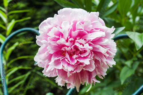 Delicate pink peony in the garden on a green background.