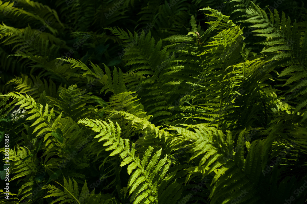 Background or texture from big leaves of green fern in beams of the sun in middle the wood. Background or texture from big leaves of green fern in beams of the sun in middle the wood.