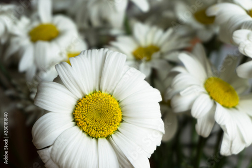 Beautiful white chamomile flowers close-up  chamomile heads