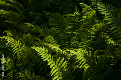 Background or texture from big leaves of green fern in beams of the sun in middle the wood.
