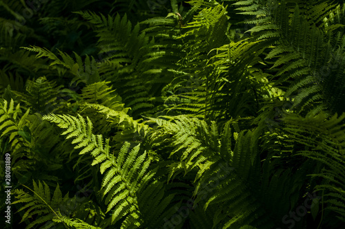 Background or texture from big leaves of green fern in beams of the sun in middle the wood.