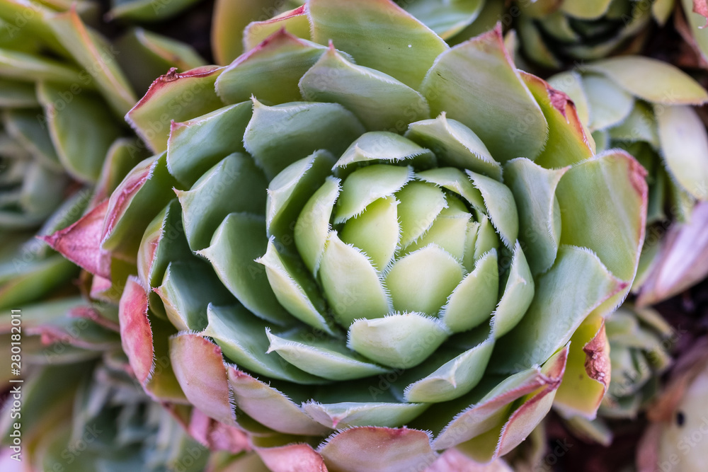 Fototapeta premium sempervivum