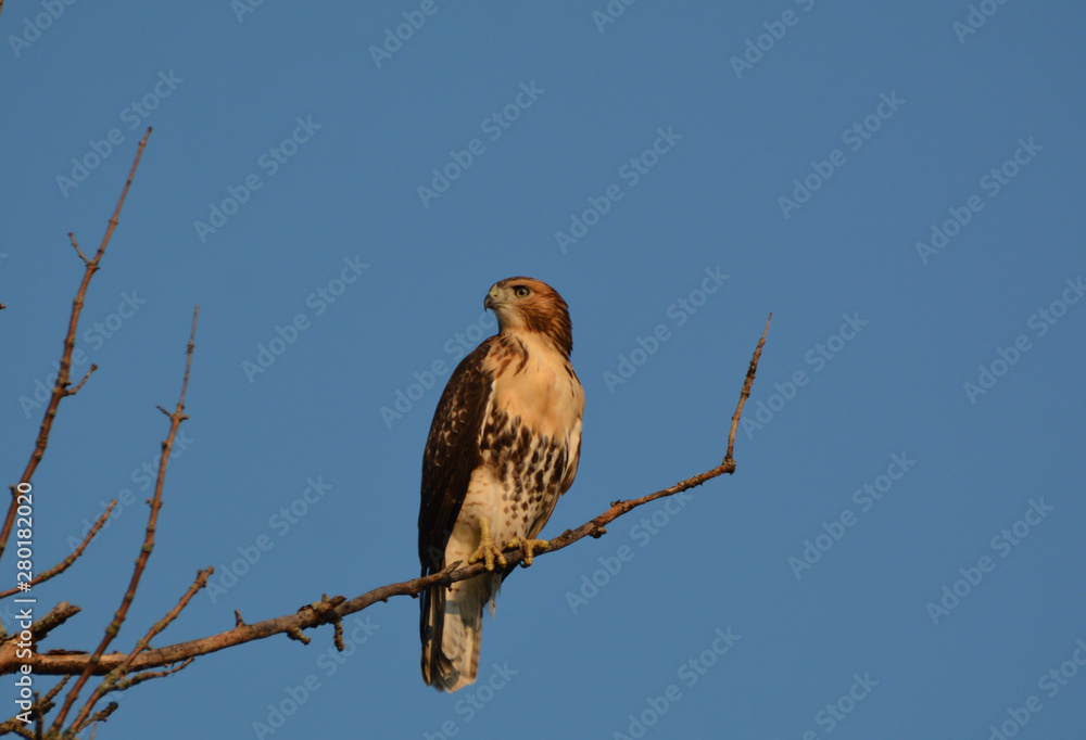 Red Tailed Hawk Red Tailed Hawk