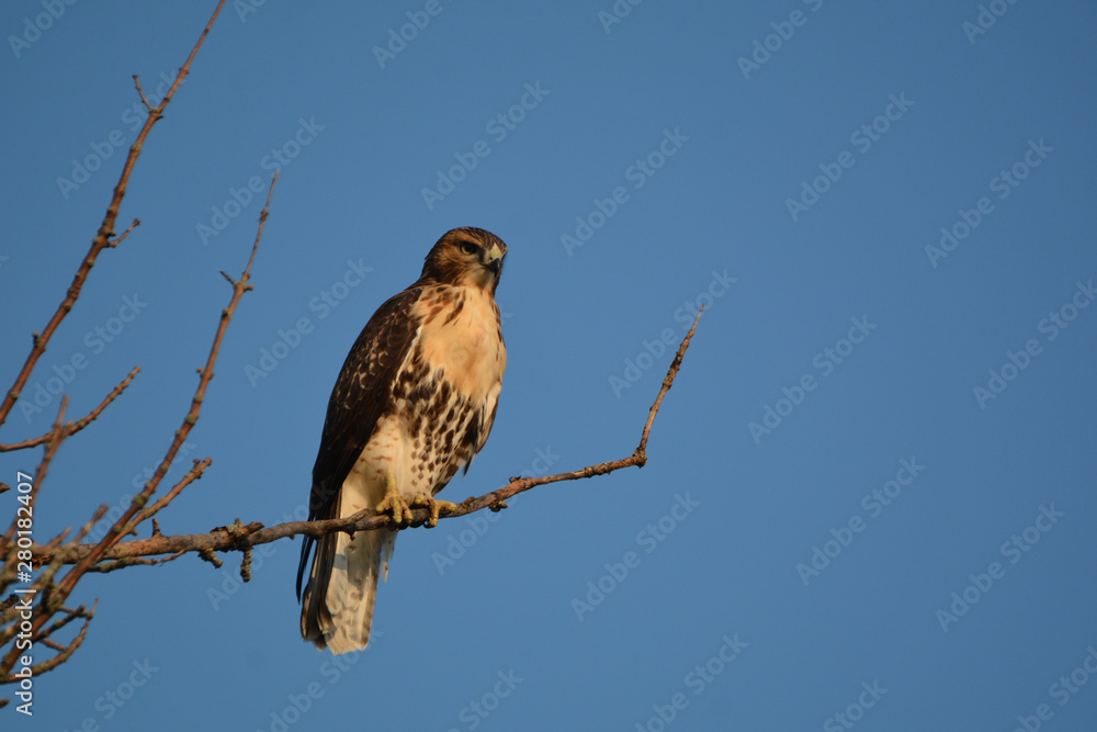 Red Tail Hawk Red Tail Hawk