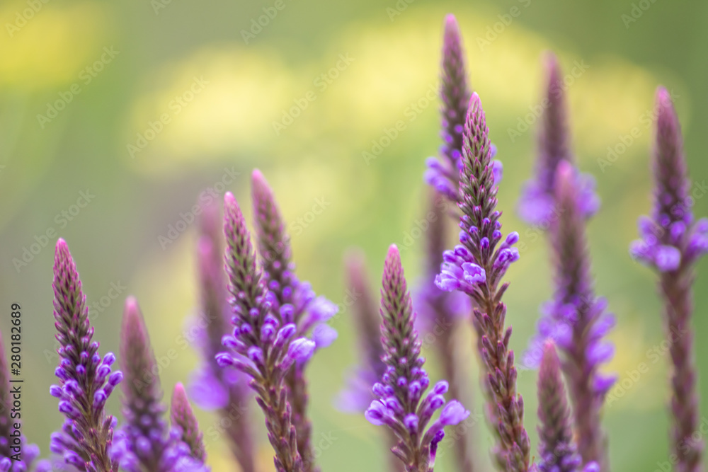 Filigrane violette spitze Blüten zeigen Frühling und Sommer von seiner schönsten Seite mit betörendem Duft und ideal als Muttertagsgeschenk zum Muttertag Filigrane violette spitze Blüten zeigen Frühling und Sommer von seiner schönsten Seite mit betörendem Duft und ideal als Muttertagsgeschenk zum Muttertag
