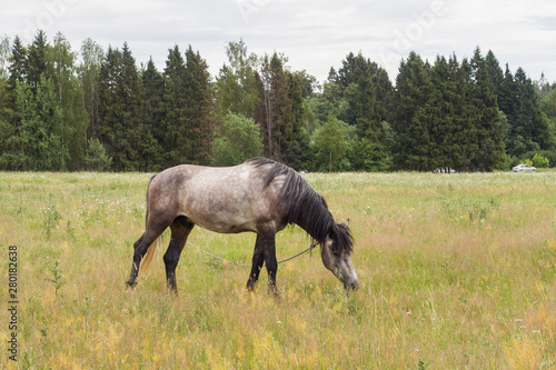Gray horse eats grass on a green field. Horse grazing on the lawn.