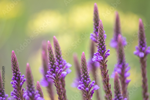 Filigrane violette spitze Blüten zeigen Frühling und Sommer von seiner schönsten Seite mit betörendem Duft und ideal als Muttertagsgeschenk zum Muttertag