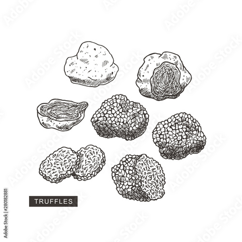 Truffle mushroom vintage illustration. Engraved style. Vector illustration