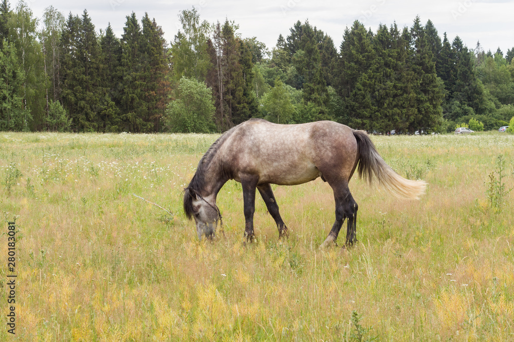 Gray horse eats grass on a green field. Horse grazing on the lawn.