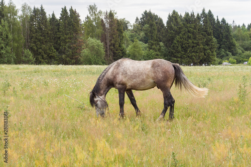 Gray horse eats grass on a green field. Horse grazing on the lawn.