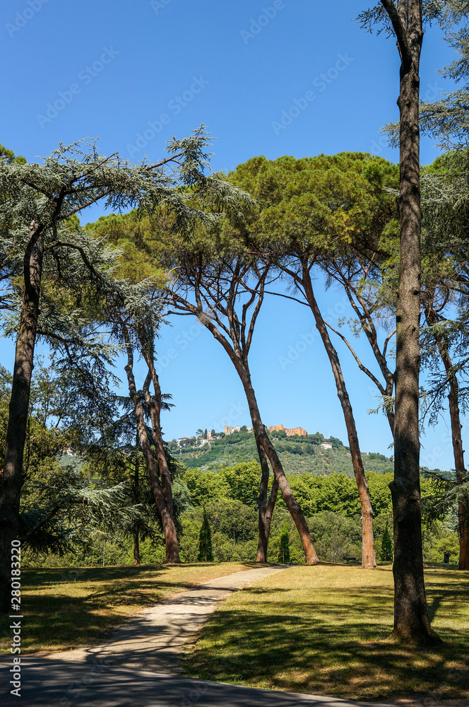 Italian park with pinia, italian pine tree landscape Italian park with pinia, italian pine tree landscape
