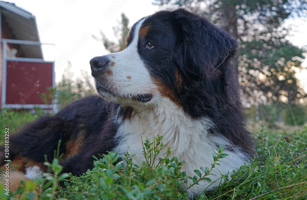 A portrait of a Bernese Mountain Dog, lying on the grass, Lapland, Finland 