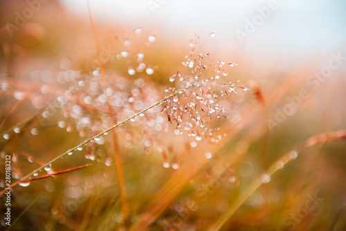 Autumn grass with water drops during the rain. Macro image, shallow depth of field. Beautiful