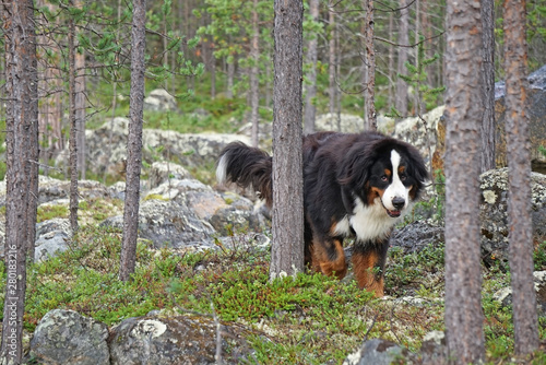 Bernese Mountain Dog walking in the forest, Lapland, Finland 