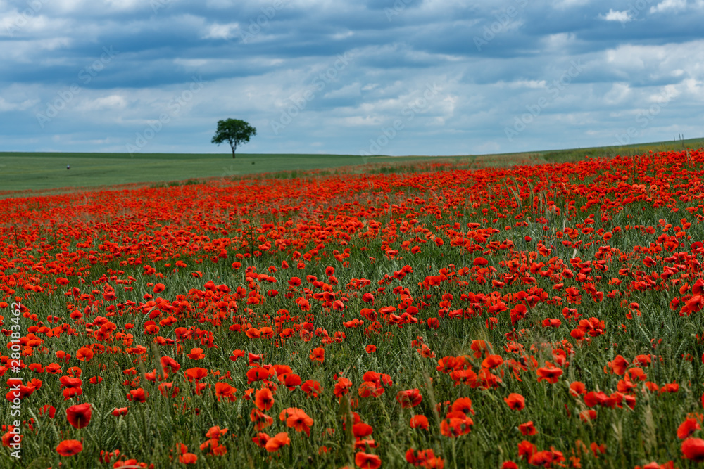 landscape shot with poppy field