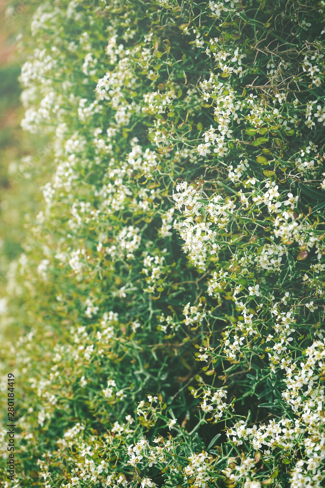 Beautiful background of little white flowers Beautiful background of little white flowers