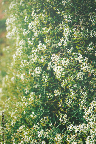 Beautiful background of little white flowers