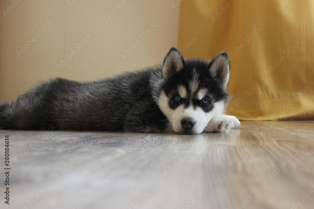 Fototapeta premium our puppy Siberian Husky