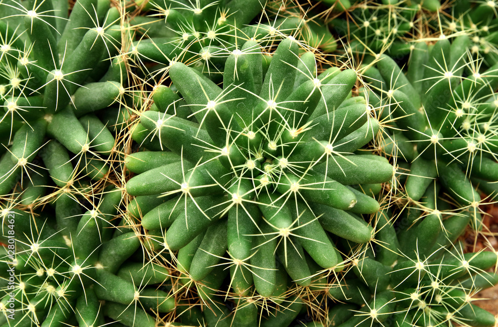 Close-up of round cactus or succulent green plant, abstract natural pattern background. Close-up of round cactus or succulent green plant, abstract natural pattern background.