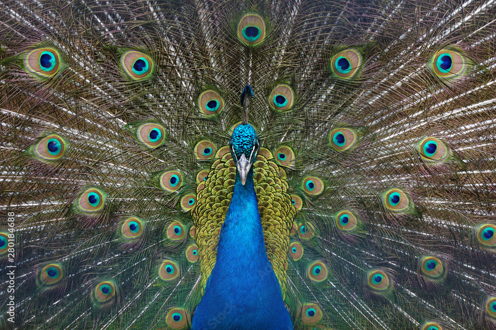 Obraz premium Peacock with feathers out. Open tail.